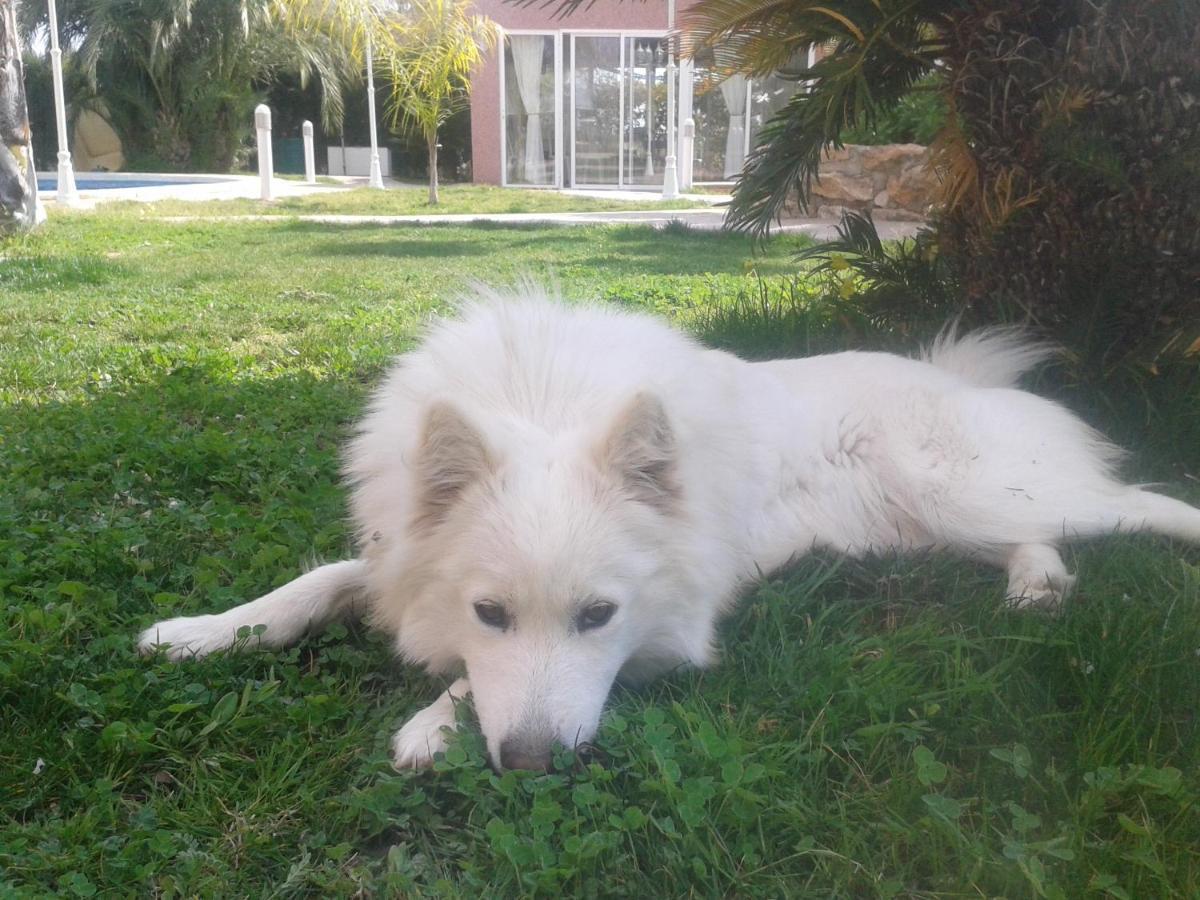 Los Jardines De Lola Daimés Εξωτερικό φωτογραφία